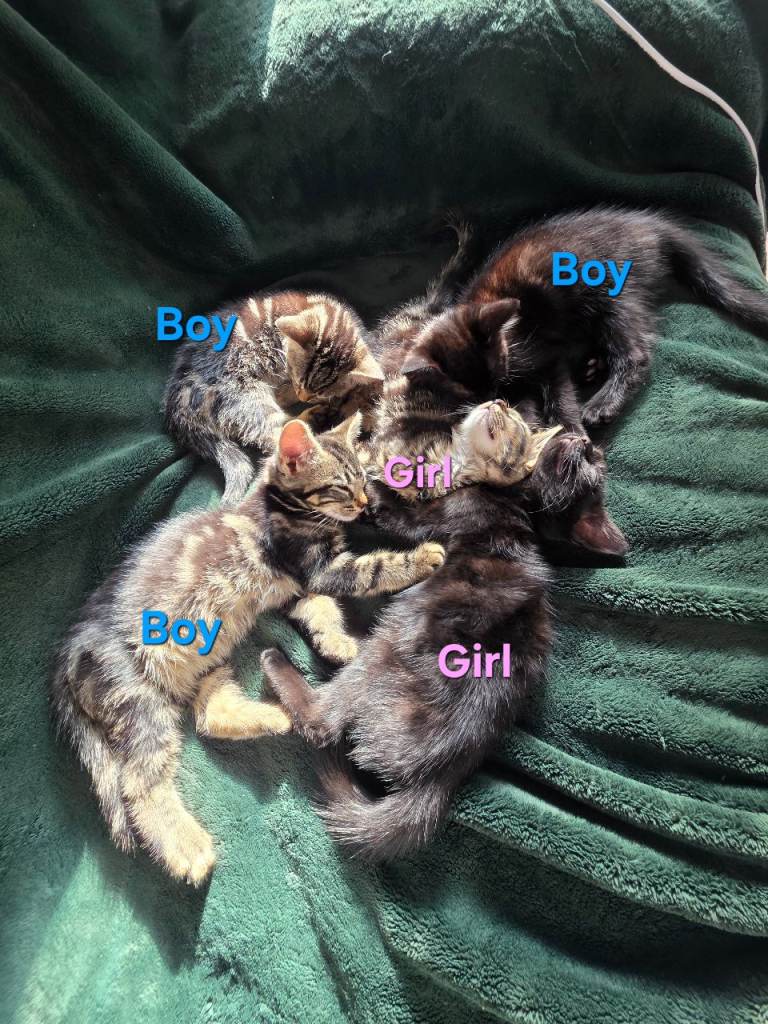 5 mixed breed kittens:3 boys and 2 girls