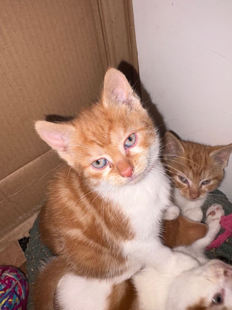Female ginger kitten