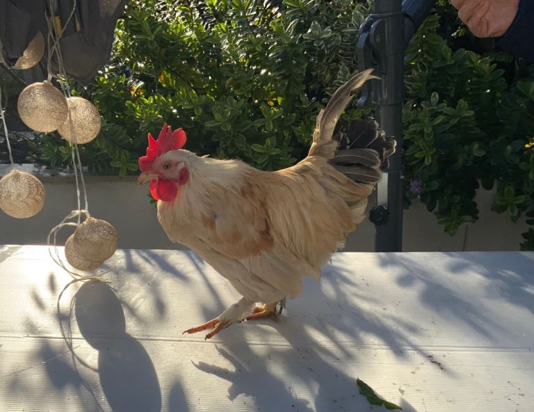 Lovely young cockerels / baby roosters looking for a good home (bantam chicken breed)