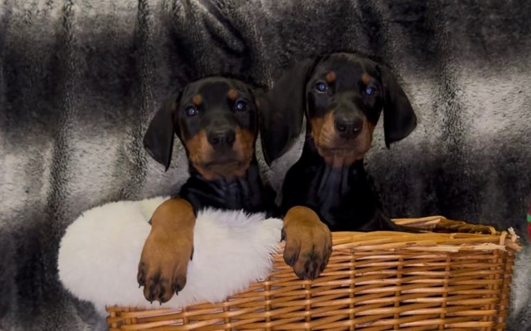 Kc reg health tested doberman pups 