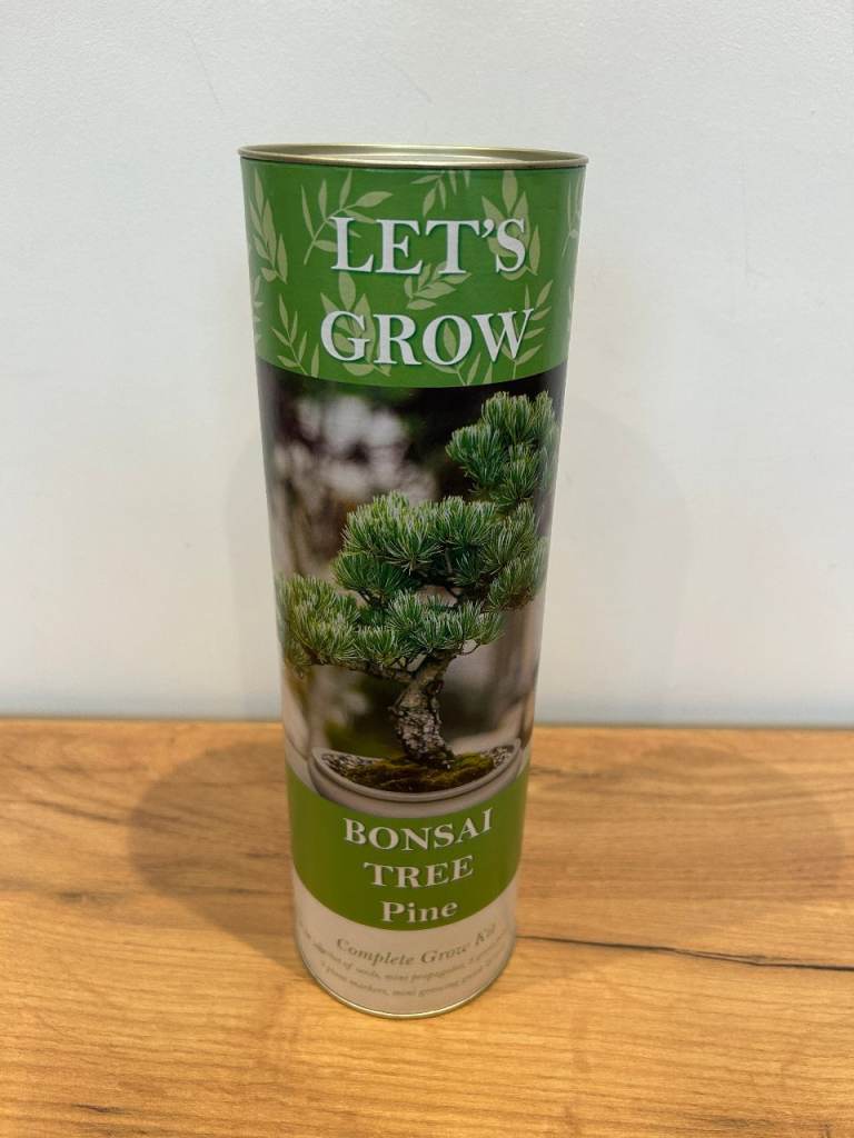 NEW Grow Your Own Pine Bonsai Tree • Everything You Need Pack Growing • Gift Set