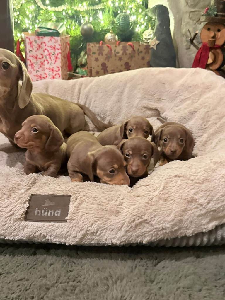 MINIATURE DACSHOUND PUPPIES 