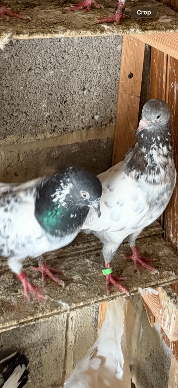 Highflyar pair Pigeons