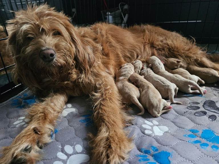 Ready now! 7 Australian Labradoodles 
