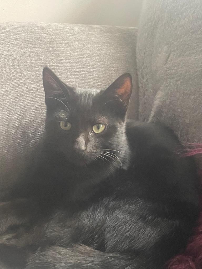 KITTEN FOR SALE