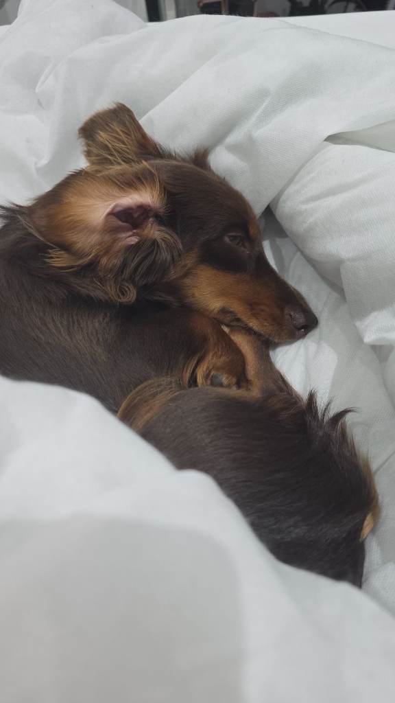 ***KC REG*** long haired mini dacshund
