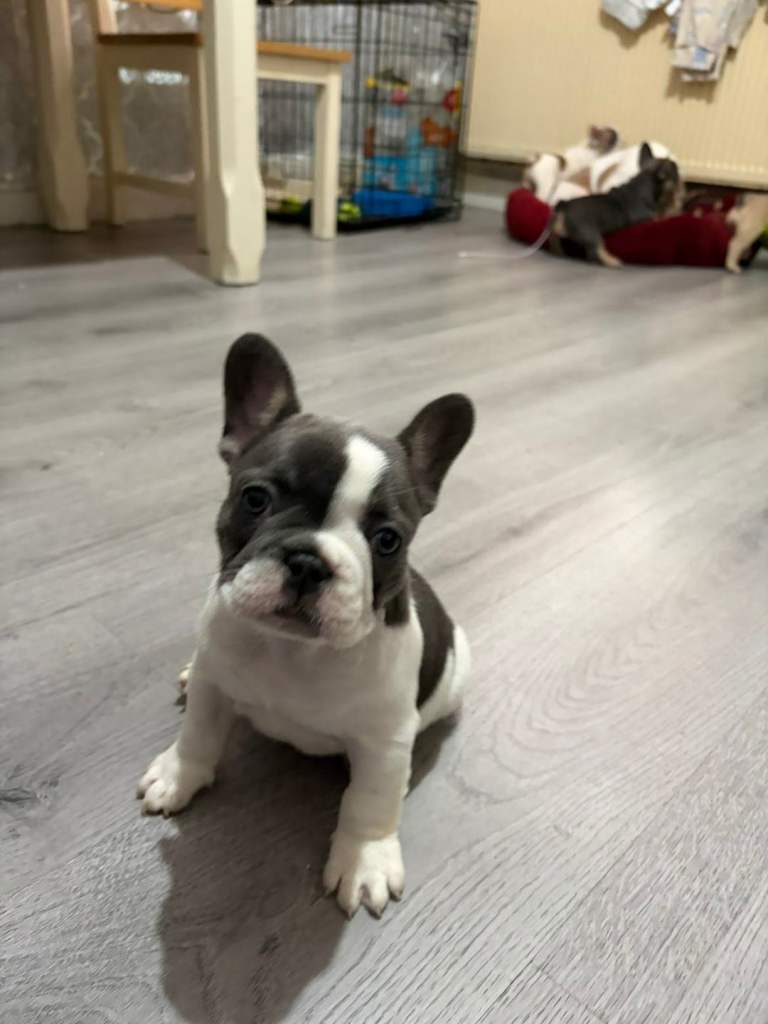 French bulldog puppies 