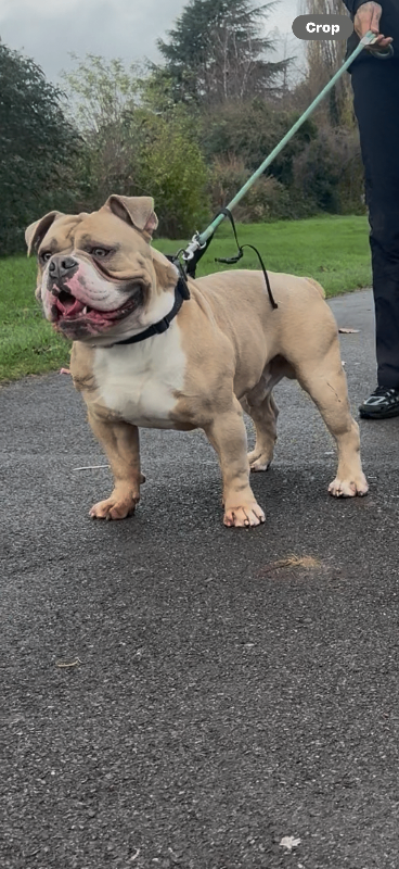 Blue Fawn Olde English Bulldog – 1 Year Old – KC Registered