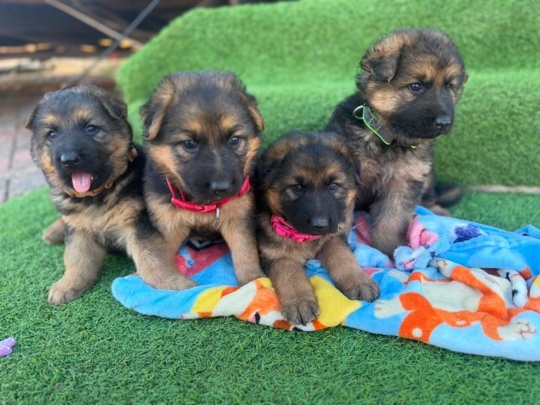 German shepherd 