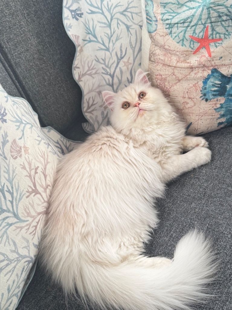 Shaded Cameo Persian Kitten
