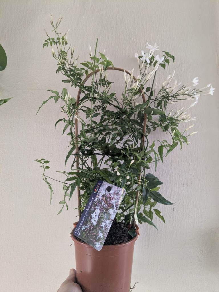 Super Fragrance Blooming Jasmine Plant 