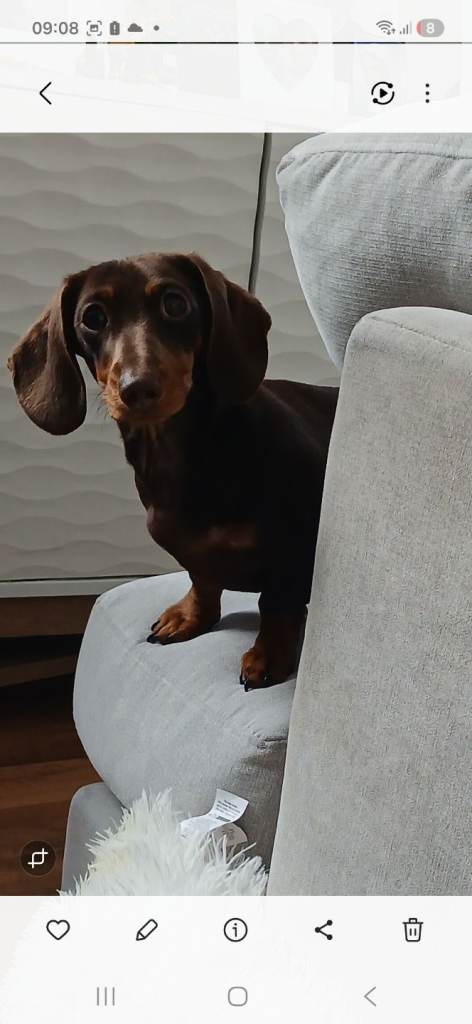 Young miniature dachshund.