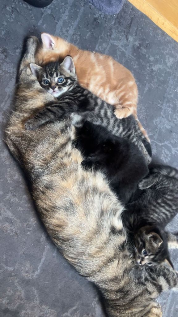 2 adorable kittens available for sale