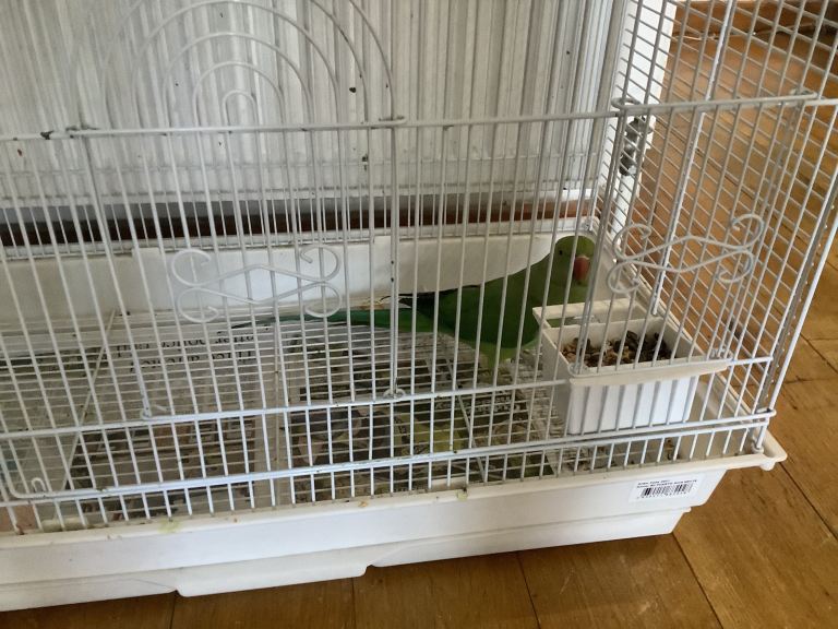 I have a Indian ring, Nick for sale 