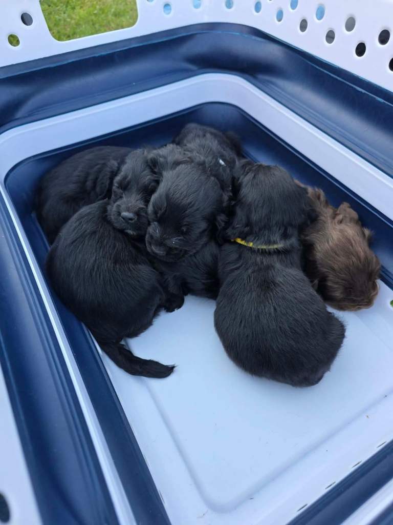 Cocker spaniel 