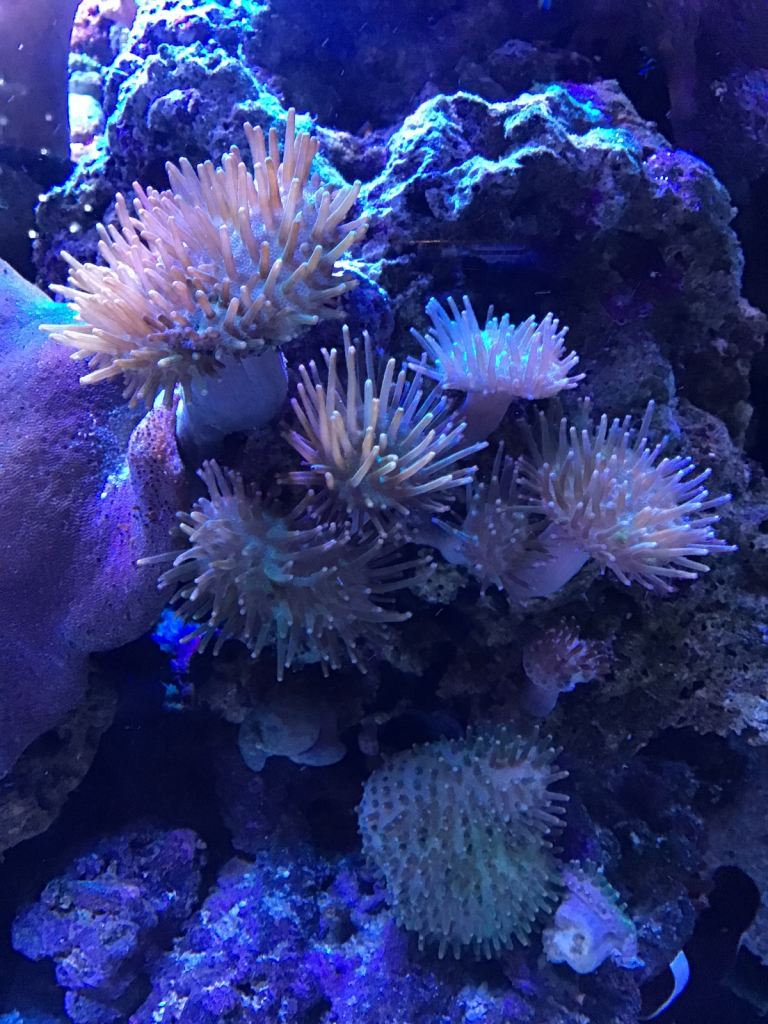 Marine soft corals