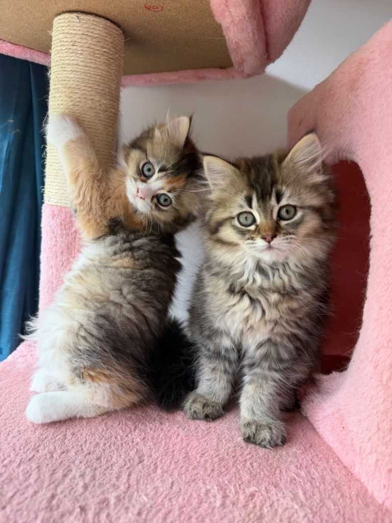 Looking for a lovely Home 1girl 2 boys