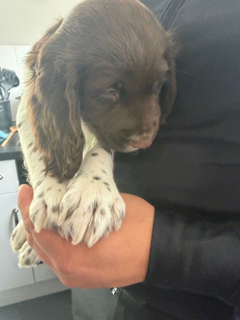 Springer spaniel puppy 
