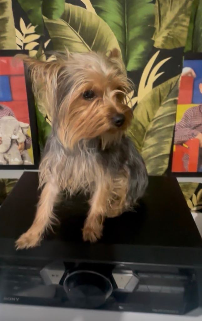 Yorkshire Terrier