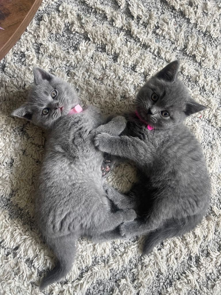 British Shorthair kittens 