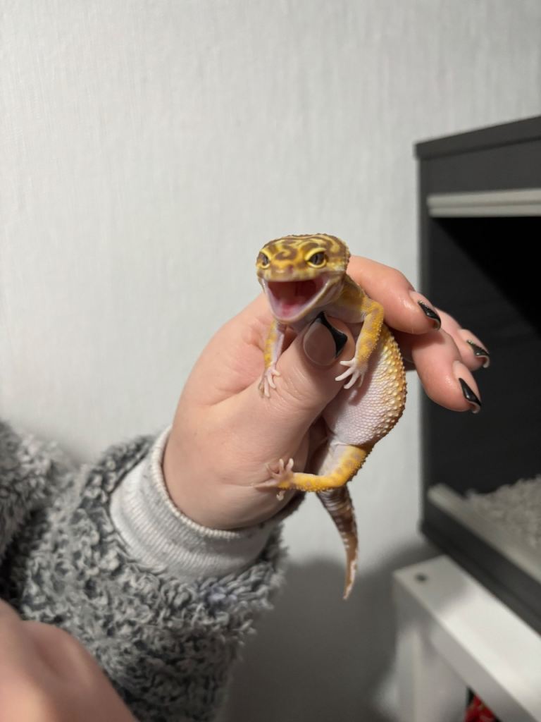 Leopard gecko