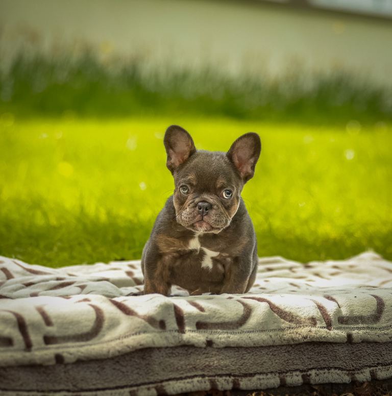 FRENCH BULLDOG CARRYING FLUFFY & CURLY C2 