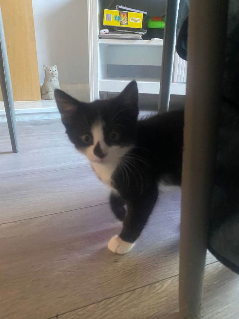 Black and white kitten