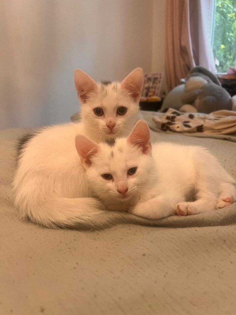 Stunning Norwegian Forest Cat & Turkish Van Mix Kittens - Playful & Friendly