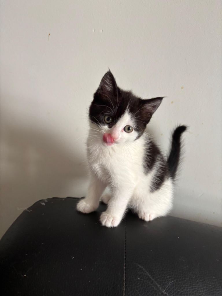 2 beautiful kittens