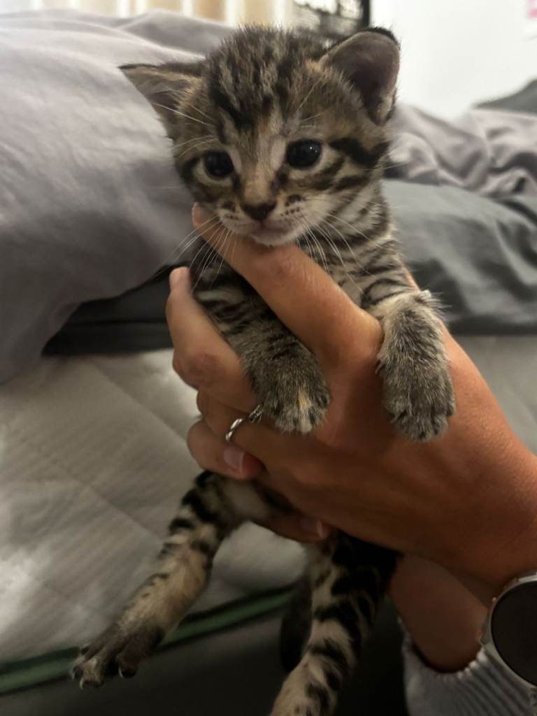 Kittens 