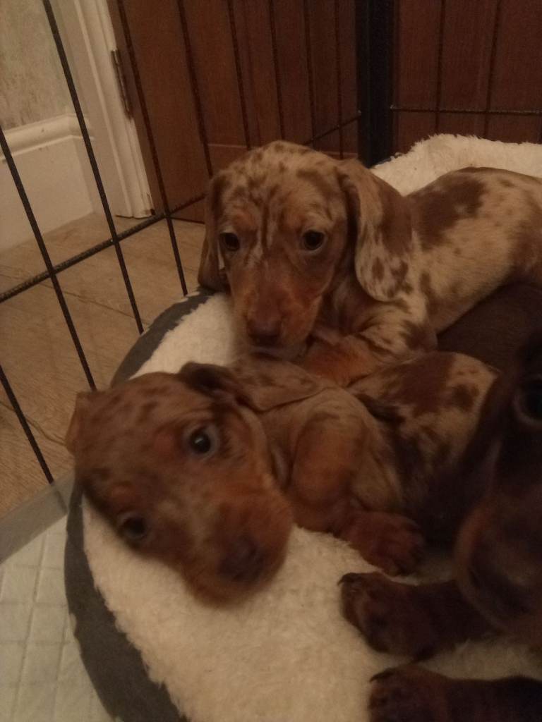 Dachshund puppies 