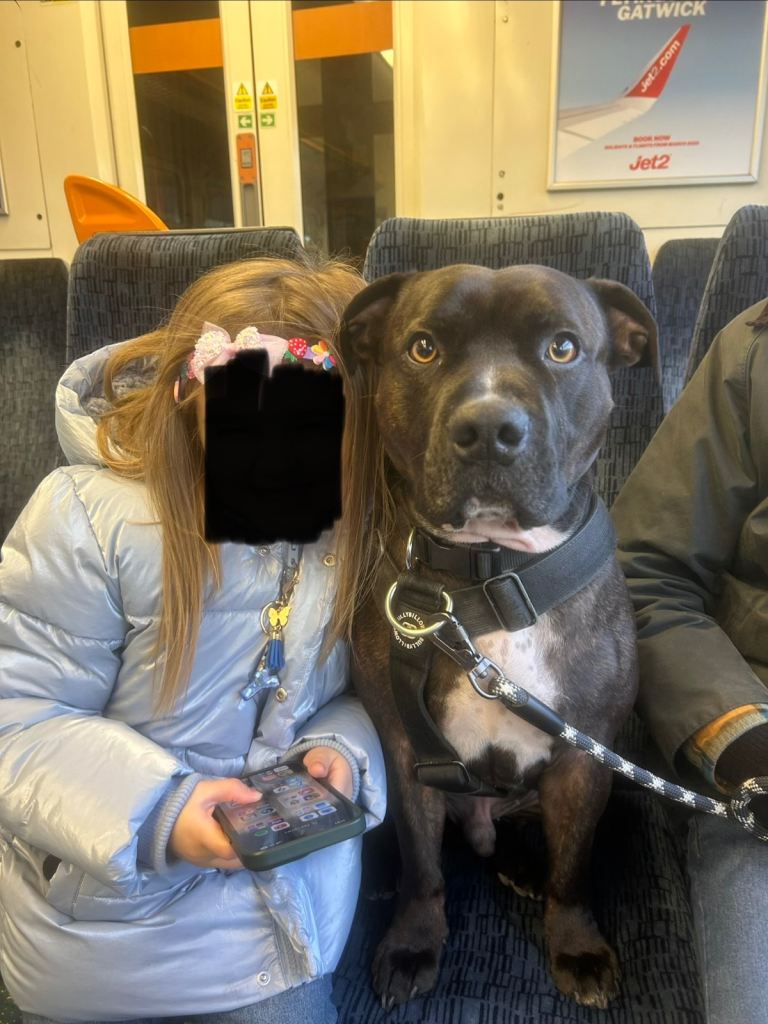 Staffy for Rehome 