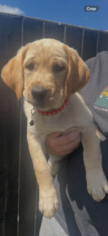 Ready now Labrador puppy