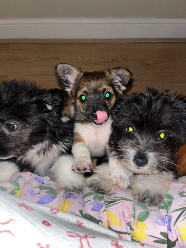 beautiful Chichon puppies
