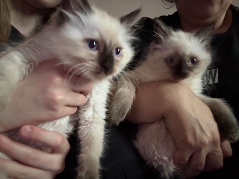 Ragdoll kittens 