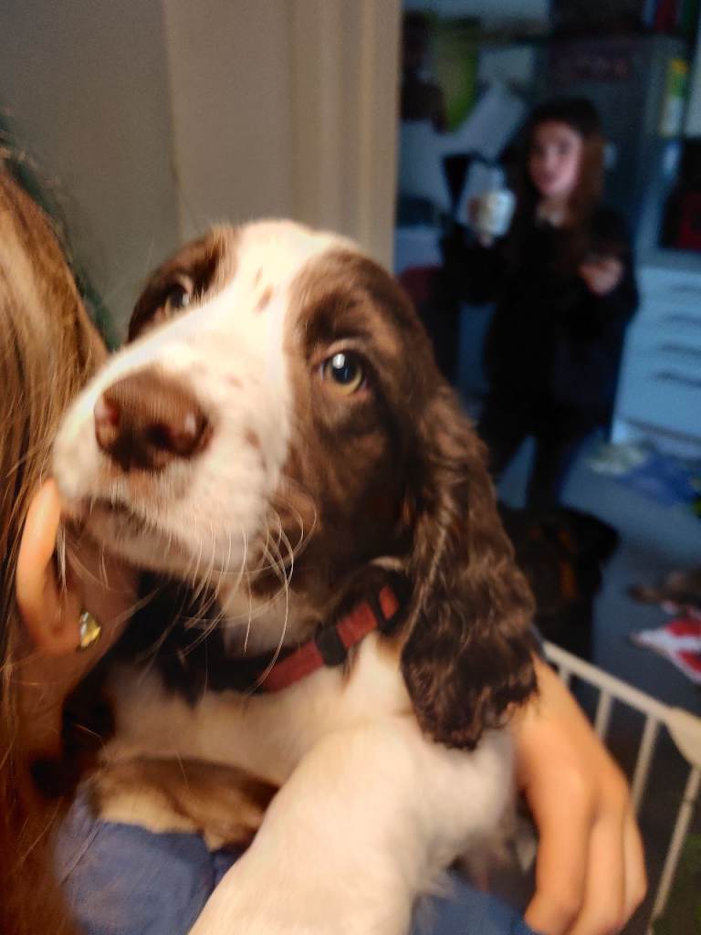 English springer/sprocker puppies ready now! 