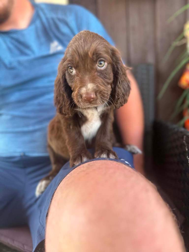 Cocker spaniel pups