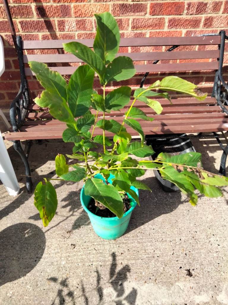 Young walnut tree