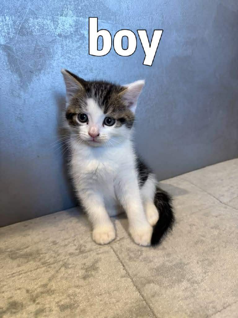 Kittens for sale 