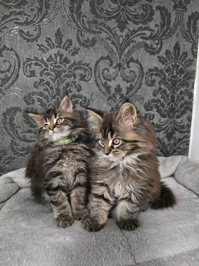 Maine coon pedigree kittens