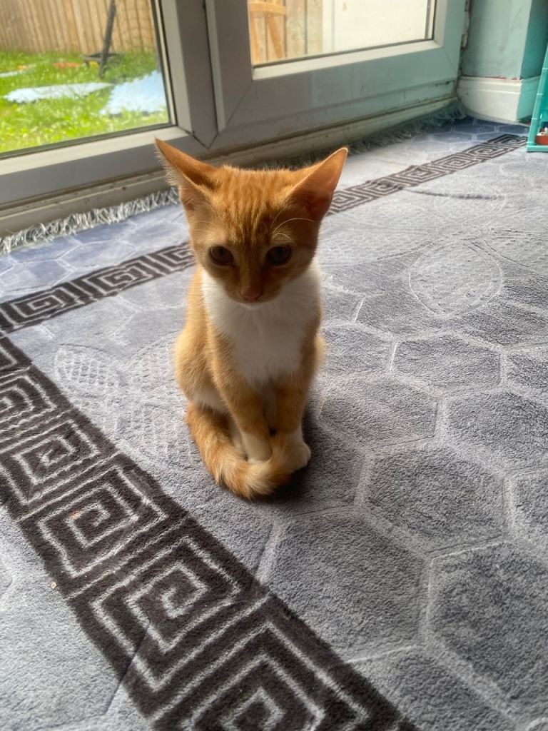 Adorable Ginger and White Kitten Looking for a Loving Home