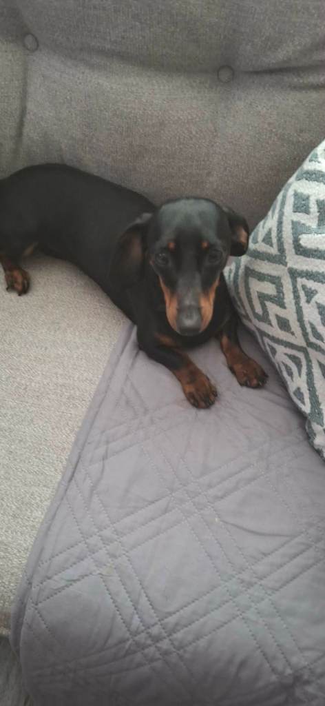 Dachshund  mini girl