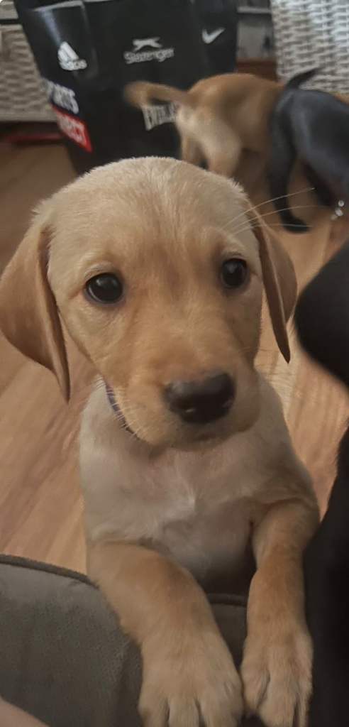 !!!10 WEEK OLD PUREBRED LABRADOR PUPPY!!!