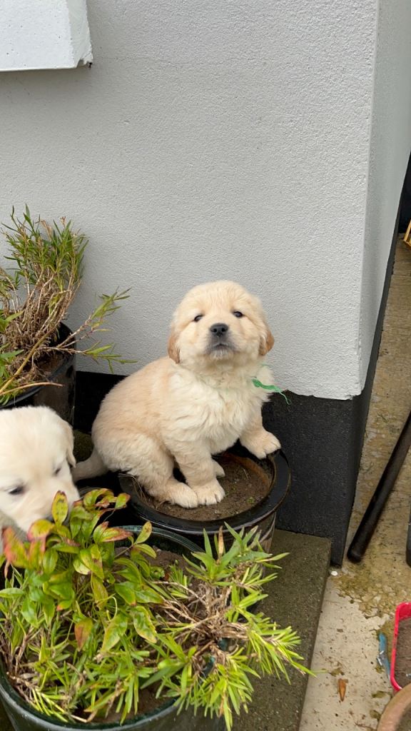 Golden retriever puppies