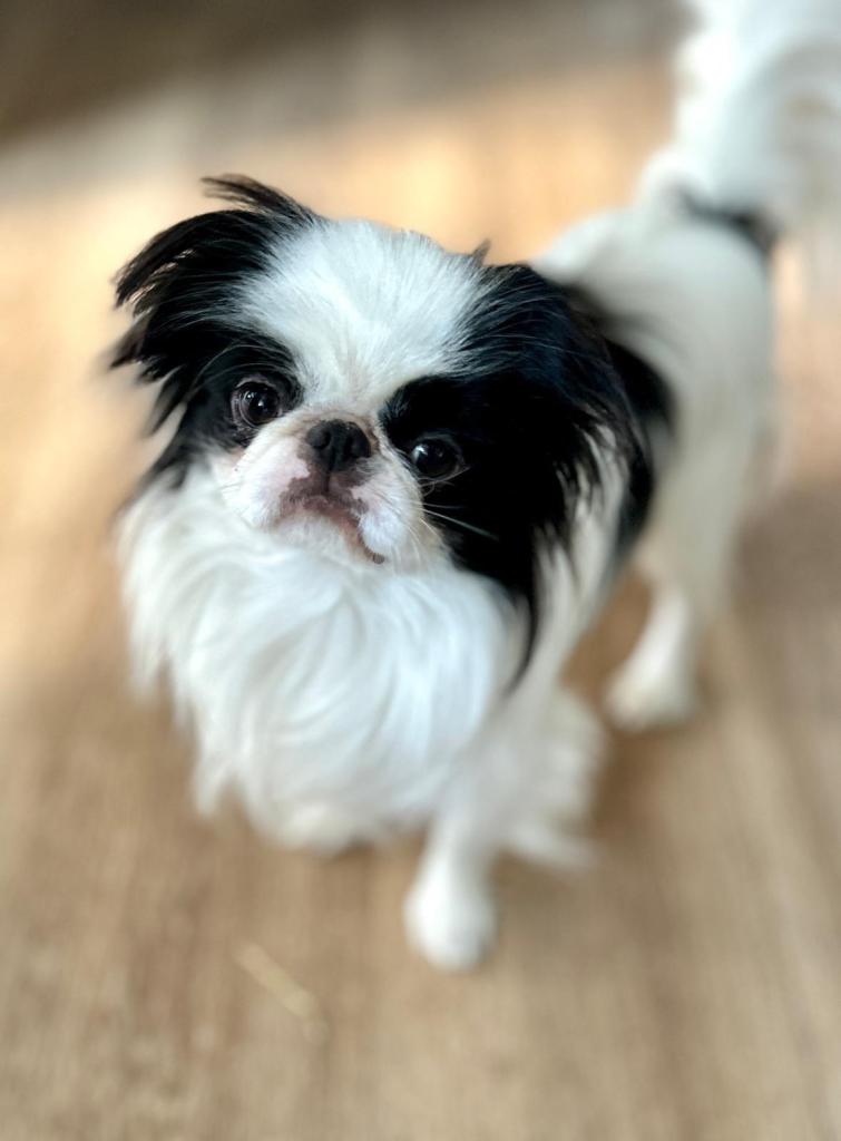 Small young male dog - needs new home
