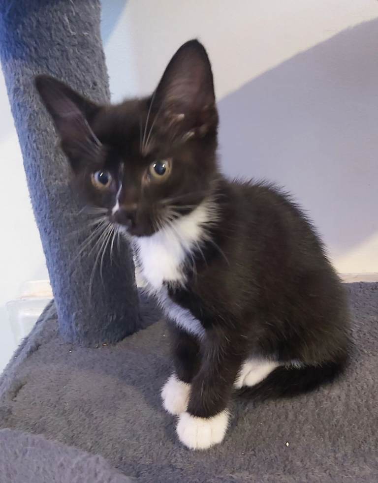 kitten for sale 