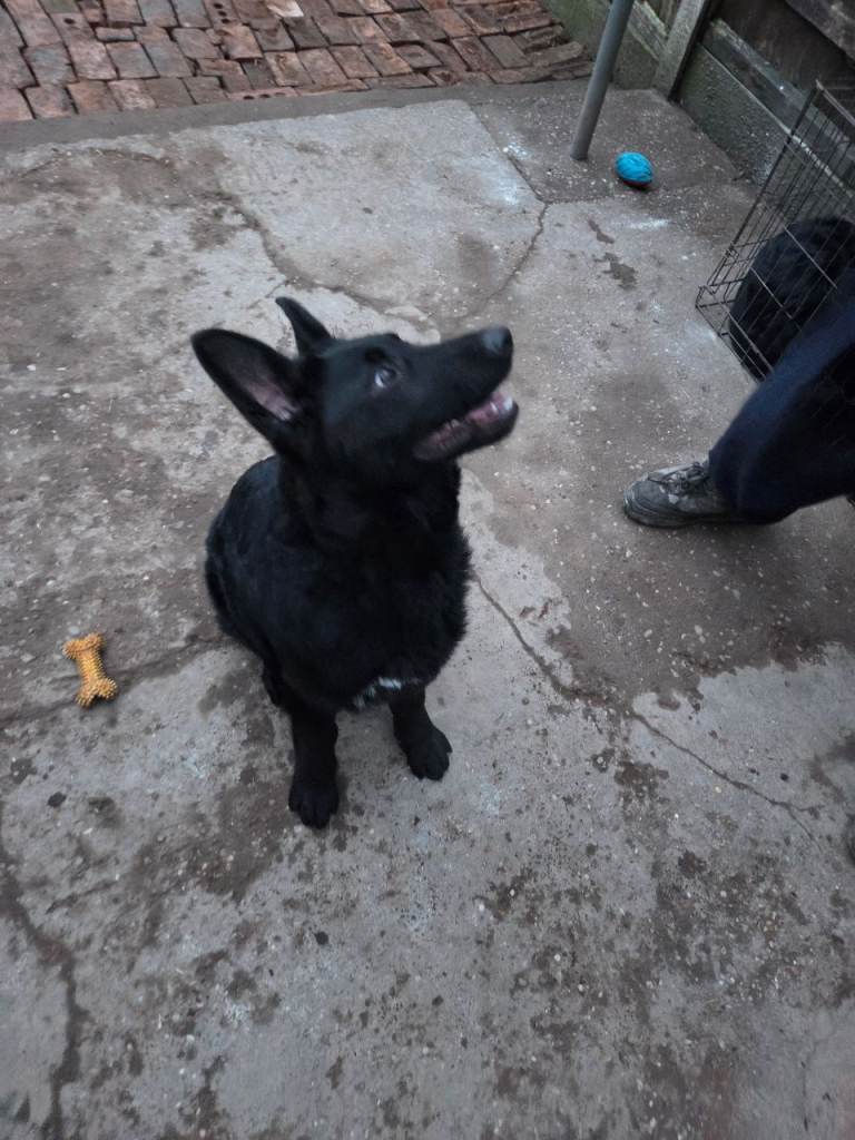 2 FEMALES AVAILABLE Zara & Nala Black German shepherds   