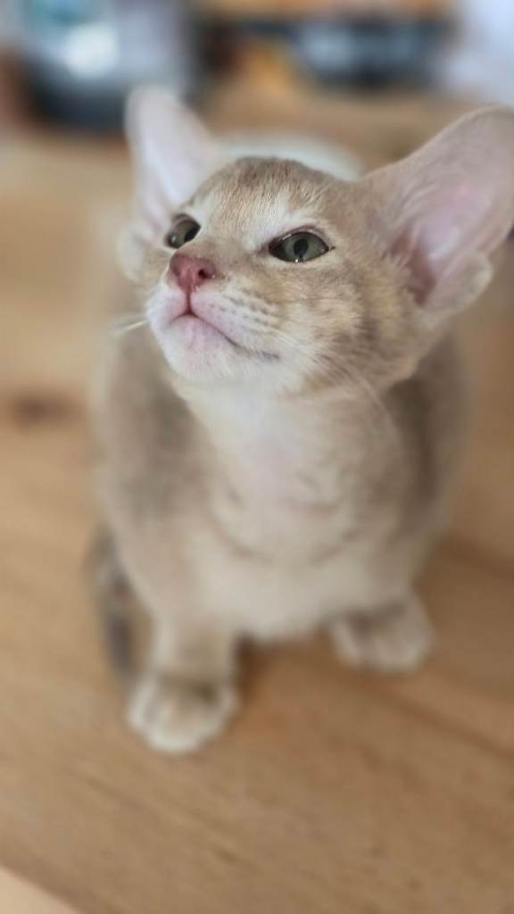 Dainty wee Oriental with beautiful nature