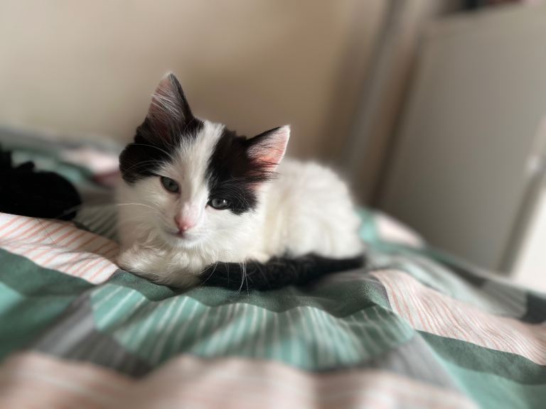 5 kittens for sale, £100 each