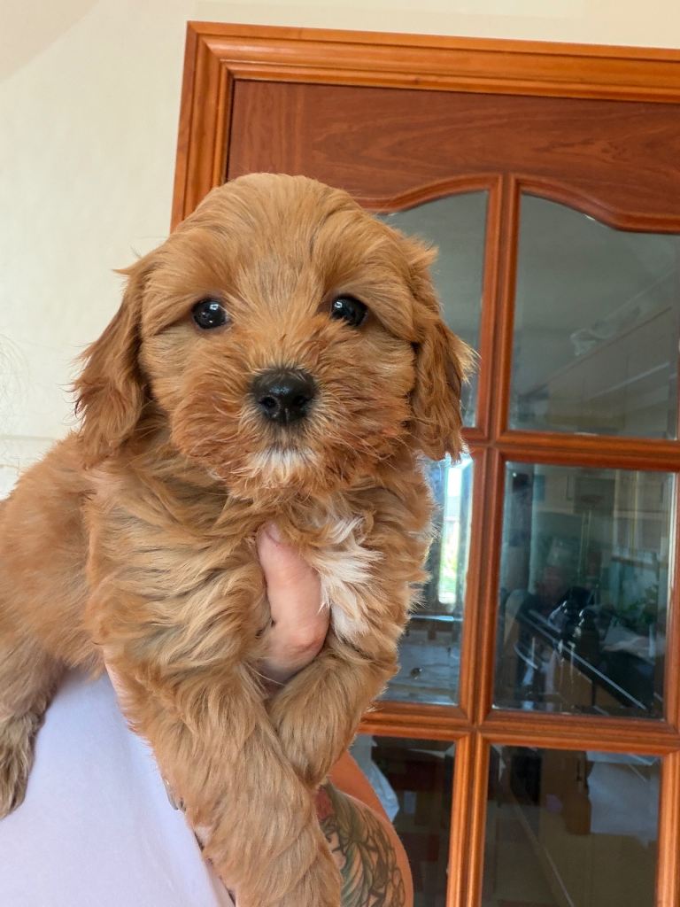Gorgeous cockapoo puppies, toys size ready 4 May